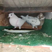 کبوتر|پرنده|قشم, |دیوار