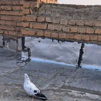 کبوتر|پرنده|سلماس, |دیوار