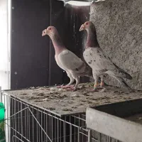 بغدادی کاریر سار سرور