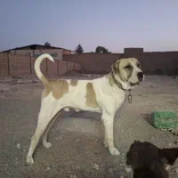 پژدر عراقی کردی نر ۱۶ ماهه نوه دیوانه میثم چزانی