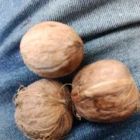 گردوی درجه یک مغز مثل طلا