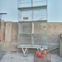 قفس غلامی|لوازم جانبی حیوانات|شیراز, کوشک میدان|دیوار
