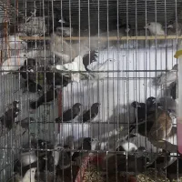 بنگالی نرگسی الماسی مرغ عشق عروس هلندی