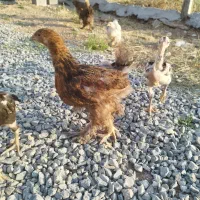 مرغ خروس برهما