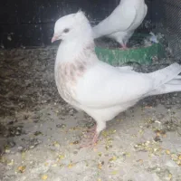 پنج تا جوجه معلقی