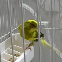 قناری رسمی بلند