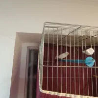 یک جفت فنج سفیدویکی فنج نربنگالی سفیدچشم شرابی