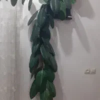 گل اپارتمانی