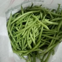 لوبیا سبز
