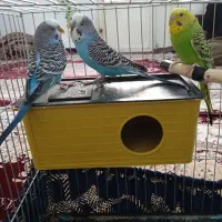 دو عدد مرغ عشق