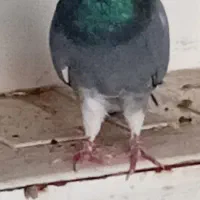 دوعددکبوترنر