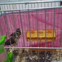 فنچ جغدی نرماده مولد به ضمانت