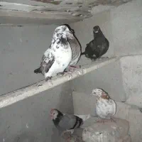 کفترها|فعالیت داوطلبانه تحقیقاتی|آق قلا, |دیوار