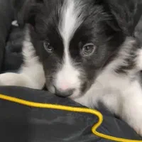 سگ بردرکالی|سگ|یزد, |دیوار