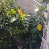 درخت فیکوس سرحال و سبز