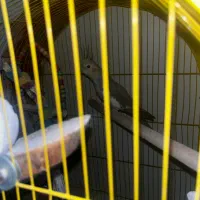 عروس هلندی ماده|پرنده|قدس, شهرقدس|دیوار