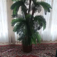 فروش درختچه سبز و تمیز  قیمت دو میلیون
