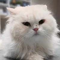 اصلاح سگ گربه پیرایش حیوانات خانگی پت