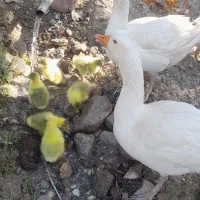 بهترین نژاد غاز
