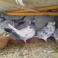 کفتر پرشی نرماده جور