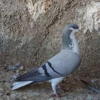 کبوتر رنگی آس|پرنده|آزادشهر, |دیوار