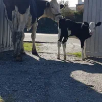 گاو سیمینتال با گوساله ۱۷۰تومان