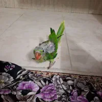 جوجه شاه طوطی