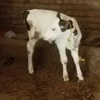 گاو با گوساله ماده مور سیمنتال|حیوانات مزرعه|نظر کهریزی, |دیوار