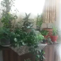 گل طبیعی|گل و گیاه طبیعی|اصفهان, ملک|دیوار