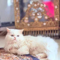 گربه پرشین نر