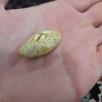 مهره اصل ب شرط