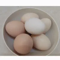 تخم مرغ نطفه دار دو رگه گلین لاکندزی|حیوانات مزرعه|کرمان, |دیوار