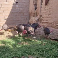 چهار جفت بقلمون محلی یک ساله|حیوانات مزرعه|خمک, |دیوار