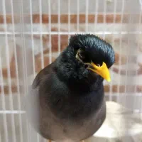 مرغ مینا گمشده