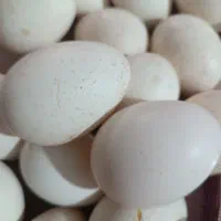 تخم بوقلمون نطفه دار