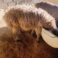 بره ماده|حیوانات مزرعه|شیروان (خراسان), |دیوار