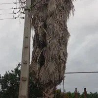 پالم واشنگتن