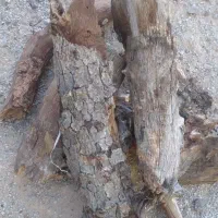 چوب خشک بلوط در گونی بسیار ضخیم|خدمات باغبانی و درختکاری|فلارد, |دیوار