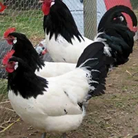 نژاد لاکنولدر المان یک جفت مولد ویک جفت نیمچه ۴تا