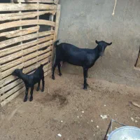 کهره با بچه نر