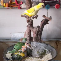 کلکسیون پرندگان طوطیا|پرنده|هشتگرد, مدرس|دیوار