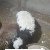 بره|حیوانات مزرعه|گناباد, |دیوار