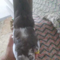 کبوتر دم قهوه ای|پرنده|اندیمشک, |دیوار