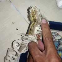 سمپاشی سم پاشی متخصص ساس و سوسک «۱۰۰٪تضمینی»|خدمات نظافت|پاکدشت, پاکدشت (مامازند)|دیوار