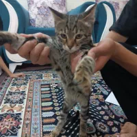 واگذاری بچه گربه بازیگوش|گربه|دماوند, دماوند|دیوار