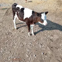 گوساله ماده سمینتال