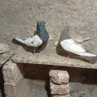 مجسمه کبوتر|مجسمه، تندیس، ماکت|زابل, |دیوار