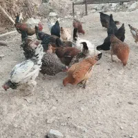 مرغ و خروس و ناردونگ و روغن زیتون