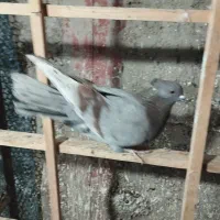 کفتر|پرنده|نظرآباد, رسالت|دیوار