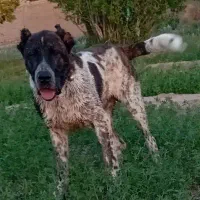 توله8ماهه فروشی